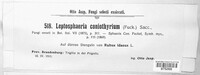 Coniothyrium fuckelii image